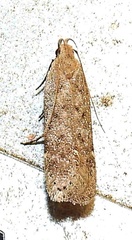 Anacampsis