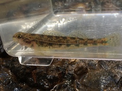 Etheostoma zonistium