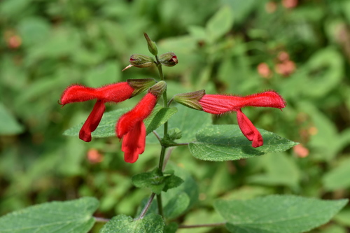 Cardinal Sage | Native Nature