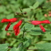 Salvia Mexicana Escarlata - Photo (c) Alan Rockefeller, algunos derechos reservados (CC BY), subido por Alan Rockefeller