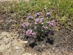 Dianthus pseudarmeria