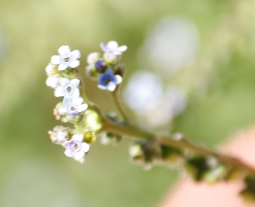 Image of Cynoglossum austroafricanum by (c) Tony Rebelo, some rights reserved (CC BY-SA)