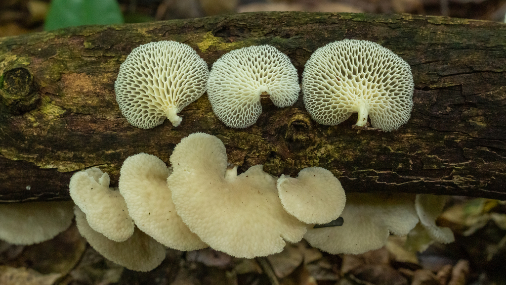 Favolus reniformis