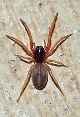 Trachelidae