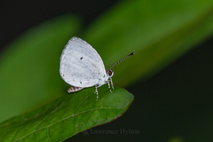 Neopithecops zalmora