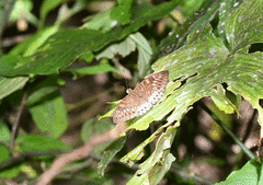 Tanaecia orphne