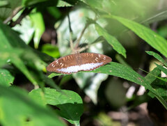 Tanaecia cocytus