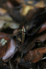 Epirixanthes
