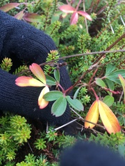 Sibbaldiopsis tridentata