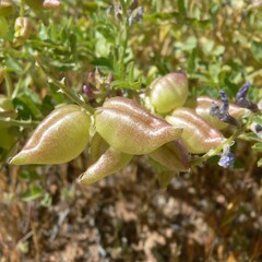 Astragalus lentiginosus