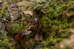 Oedignatha