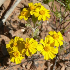 Eriophyllum wallacei