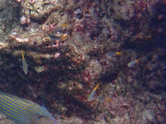 Neopomacentrus sororius