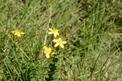 Hypericum aethiopicum