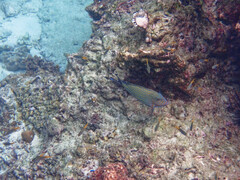 Acanthurus lineatus