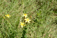 Hypericum aethiopicum