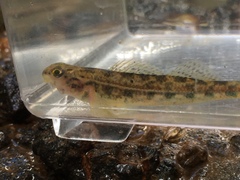 Etheostoma zonistium