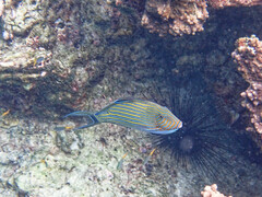 Acanthurus lineatus