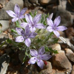 Langloisia setosissima