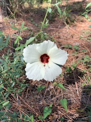 Hibiscus aculeatus