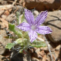 Langloisia setosissima