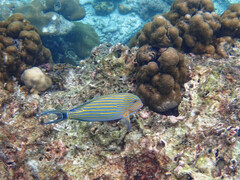 Acanthurus lineatus