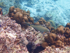 Acanthurus lineatus