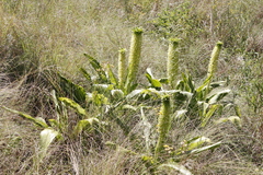 Eucomis