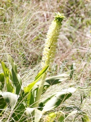 Eucomis