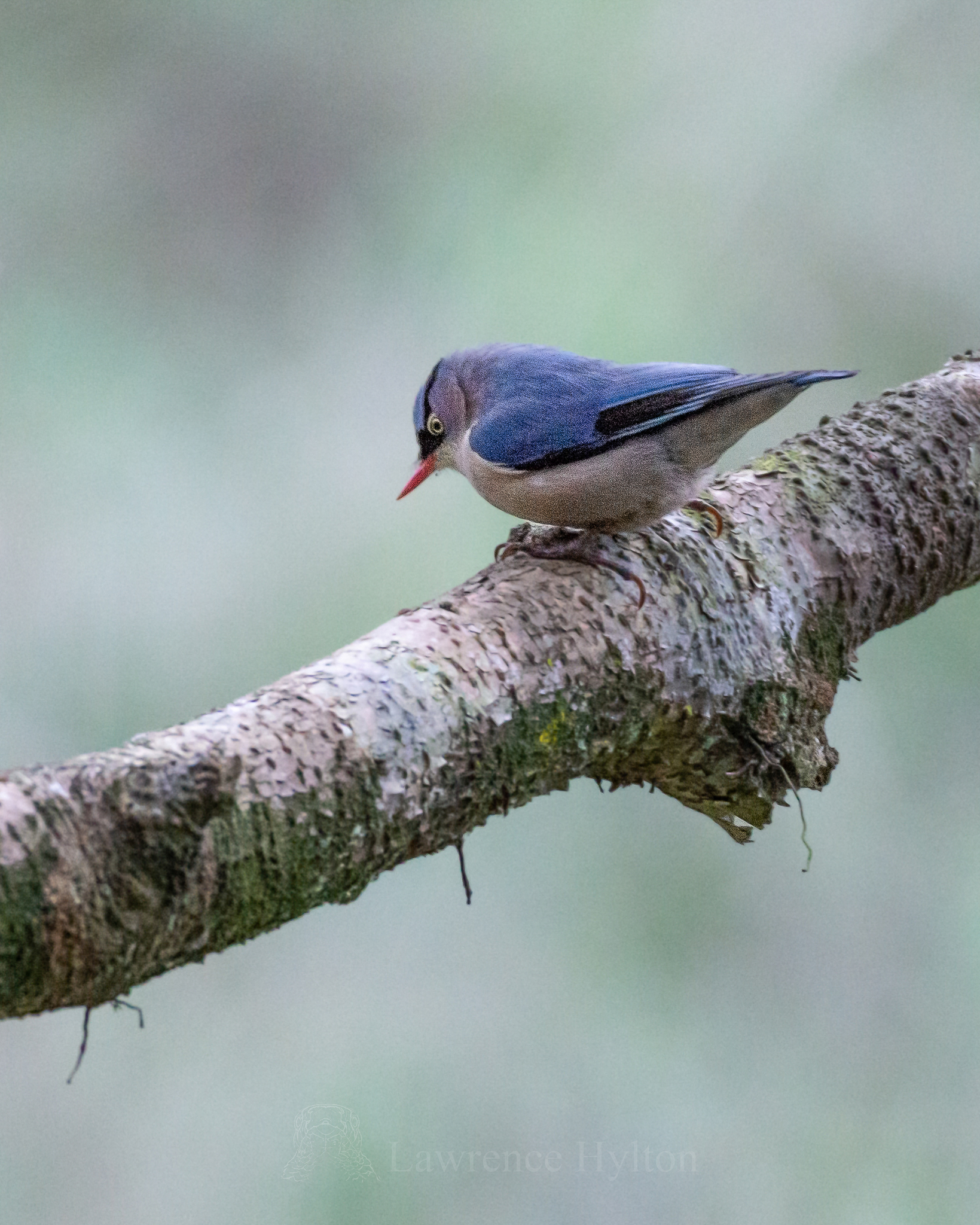 Velvet-fronted Nuthatch