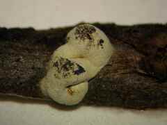 Polyschismium alpestroides