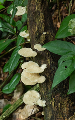 Favolus yanomami