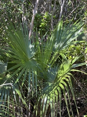 Coccothrinax alta