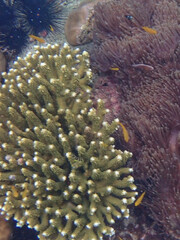 Pomacentrus moluccensis