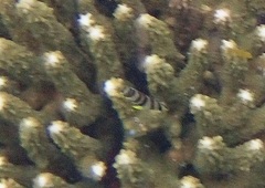Chaetodon octofasciatus