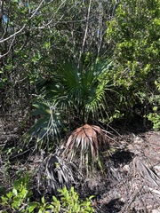 Coccothrinax alta
