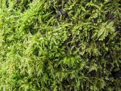 Kindbergia praelonga