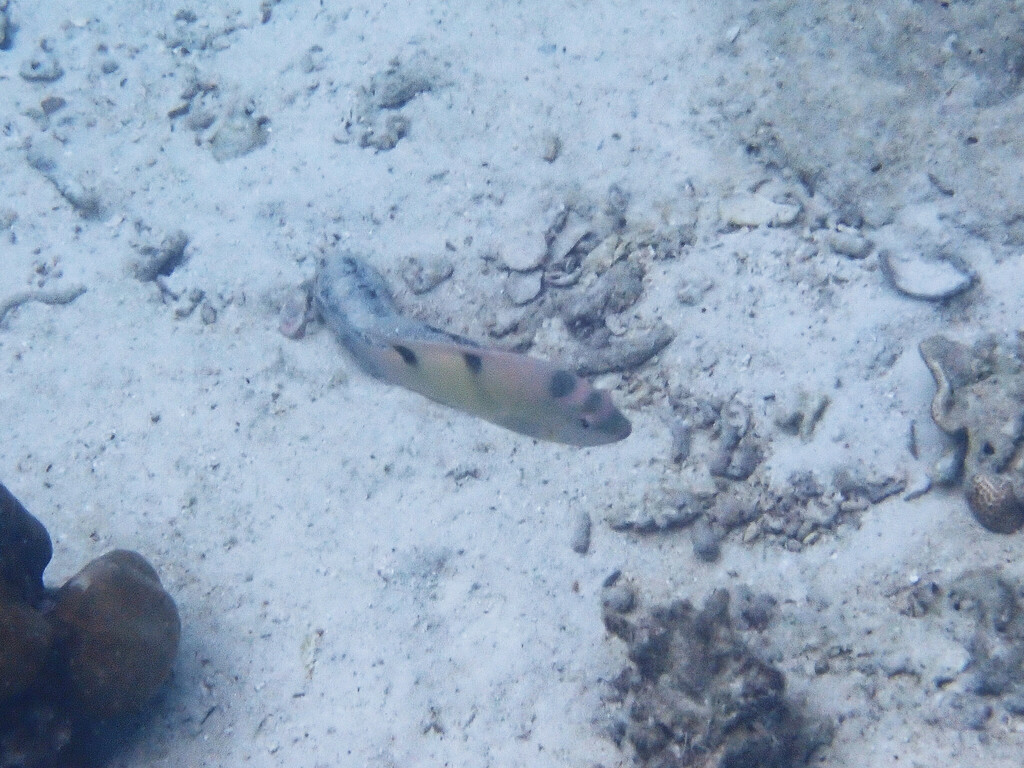 Two-barred Puller