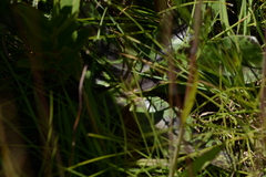 Ledebouria revoluta