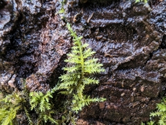 Kindbergia praelonga