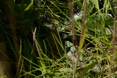 Ledebouria revoluta