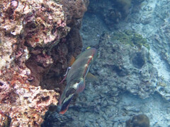 Cheilinus trilobatus