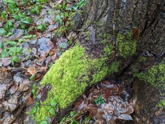 Kindbergia praelonga