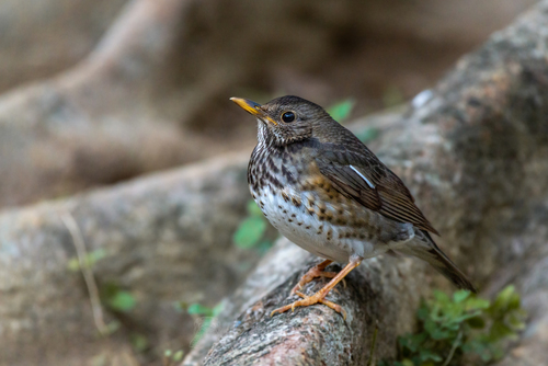 Zwartkaplijster (Turdus cardis)