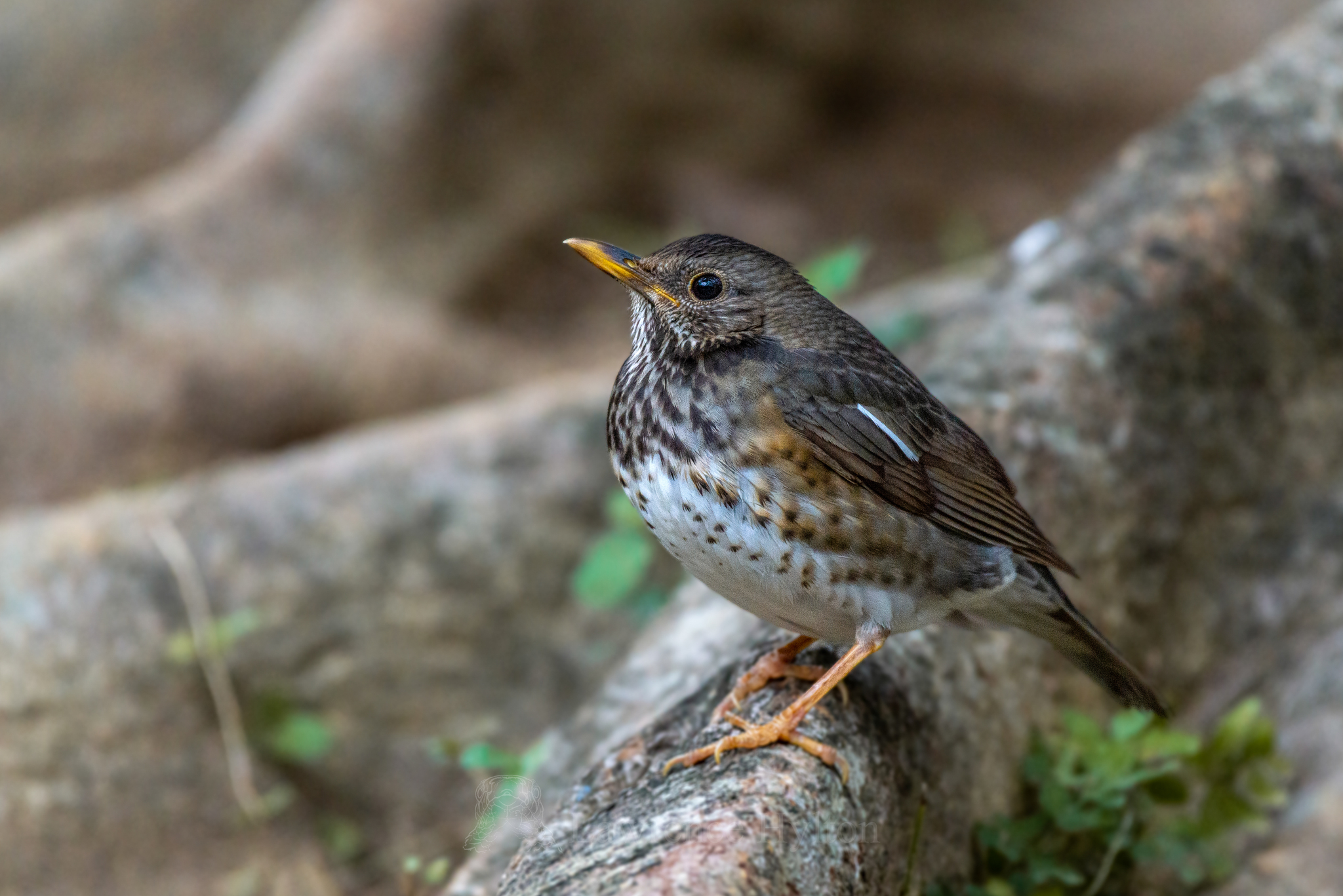 Japanese Thrush