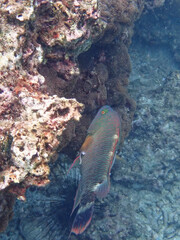 Cheilinus trilobatus