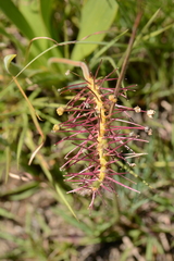 Schizocarphus nervosus