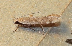 Anacampsis