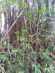 Bambusa stenostachya