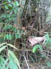 Bambusa stenostachya